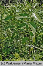 Asclepias syriaca (trojeść amerykańska)