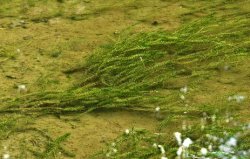 Elodea canadensis (moczarka kanadyjska)