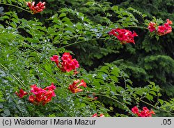 Campsis radicans (milin amerykański)