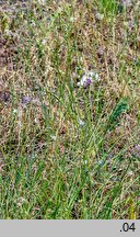 Anthericum ramosum (pajęcznica gałęzista)