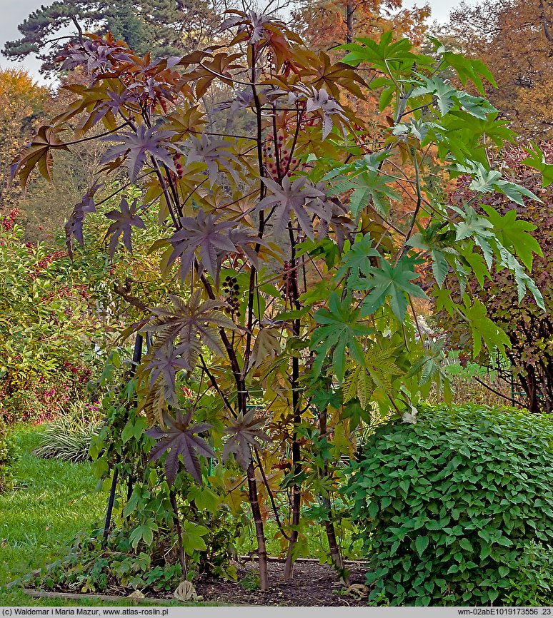 Ricinus communis (rącznik zwyczajny)