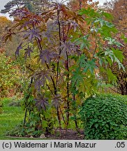 Ricinus communis (rącznik zwyczajny)