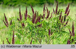 Amorpha fruticosa (amorfa krzewiasta)