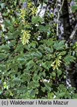 Acer pseudoplatanus (klon jawor)