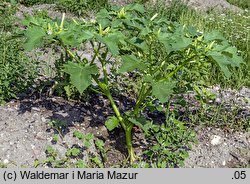 Datura stramonium (bieluń dziędzierzawa)