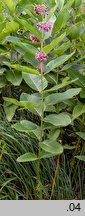 Asclepias syriaca (trojeść amerykańska)