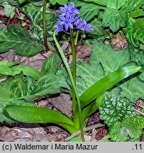 Scilla bifolia (cebulica dwulistna)