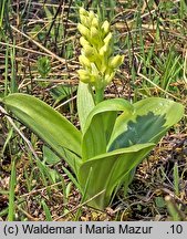 Orchis pallens (storczyk blady)