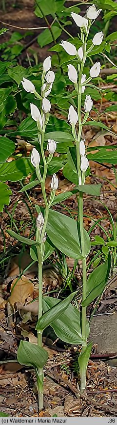 Cephalanthera damasonium (buławnik wielkokwiatowy)