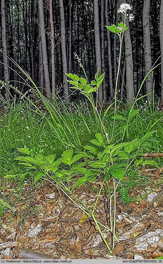 Actaea spicata (czerniec gronkowy)