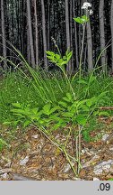 Actaea spicata (czerniec gronkowy)