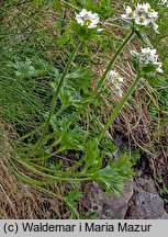 Anemonastrum narcissiflorum (zawilec narcyzowy)