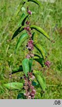 Cuscuta epithymum ssp. epithymum (kanianka macierzankowa)