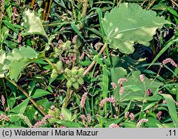 Xanthium albinum (rzepień włoski)