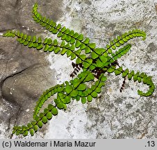 Asplenium trichomanes (zanokcica skalna)