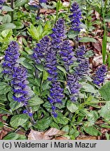 Ajuga reptans (dąbrówka rozłogowa)