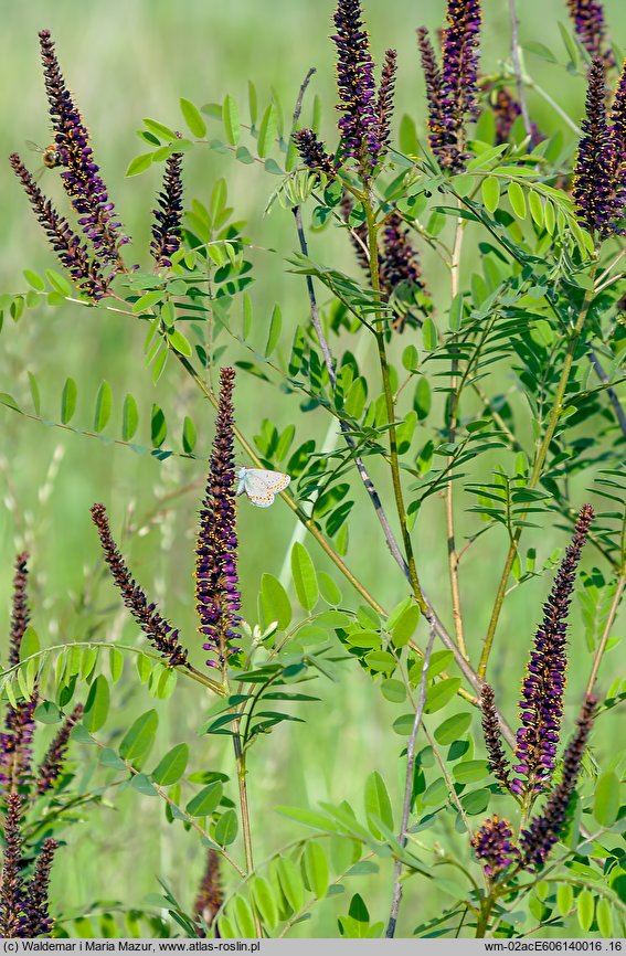 Amorpha fruticosa (amorfa krzewiasta)