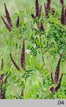 Amorpha fruticosa (amorfa krzewiasta)