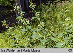 Atropa bella-donna (pokrzyk wilcza jagoda)