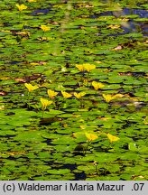 Nymphoides peltata (grzybieńczyk wodny)