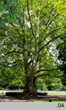 Platanus ×hispanica (platan klonolistny)