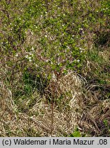 Cerasus fruticosa (wiśnia karłowata)