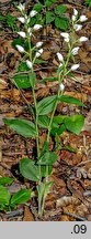 Cephalanthera damasonium (buławnik wielkokwiatowy)