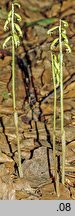 Corallorhiza trifida (żłobik koralowy)