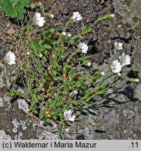 Cerastium alpinum (rogownica alpejska)