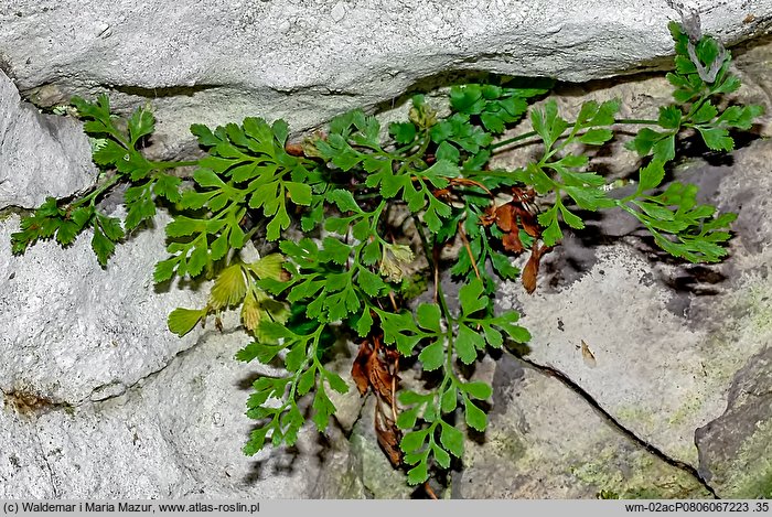 Asplenium ruta-muraria (zanokcica murowa)