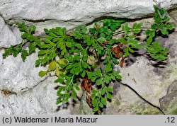 Asplenium ruta-muraria (zanokcica murowa)