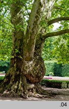 Platanus ×hispanica (platan klonolistny)