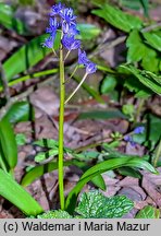 Scilla bifolia (cebulica dwulistna)