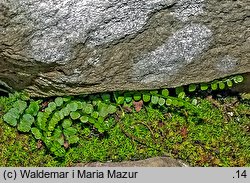 Asplenium viride (zanokcica zielona)