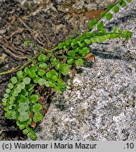 Asplenium viride (zanokcica zielona)