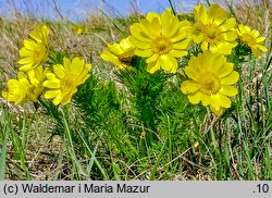 Adonis vernalis (miłek wiosenny)