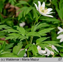 Anemone nemorosa (zawilec gajowy)