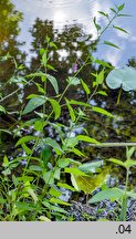 Solanum dulcamara (psianka słodkogórz)