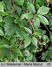 Parthenocissus inserta (winobluszcz zaroślowy)