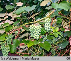 Vitis vinifera ssp. vinifera (winorośl właściwa typowa)