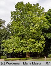 Platanus ×hispanica (platan klonolistny)