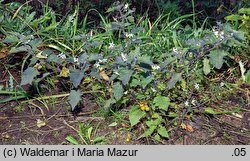 Solanum alatum (psianka skrzydlata)