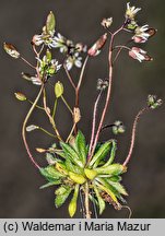 Draba verna (wiosnówki pospolitej)