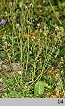 Cardamine hirsuta (rzeżucha włochata)