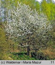 Cerasus avium (wiśnia ptasia)