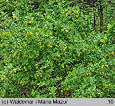 Berberis vulgaris (berberys zwyczajny)