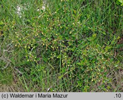 Cerasus fruticosa (wiśnia karłowata)