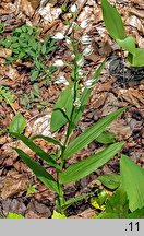 Cephalanthera longifolia (buławnik mieczolistny)