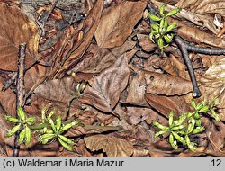 Corallorhiza trifida (żłobik koralowy)