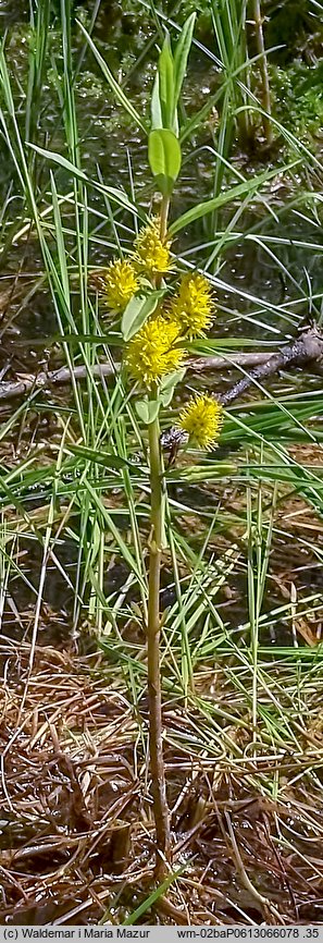 Lysimachia thyrsiflora (tojeść bukietowa)